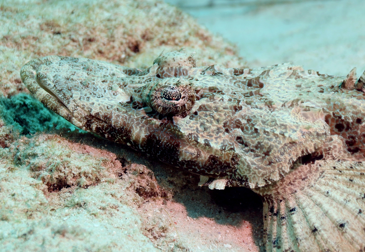 Sipadan_2015_Poisson crocodile de Beaufort_Cymbacephalus beauforti_IMG_2622_rc.jpg